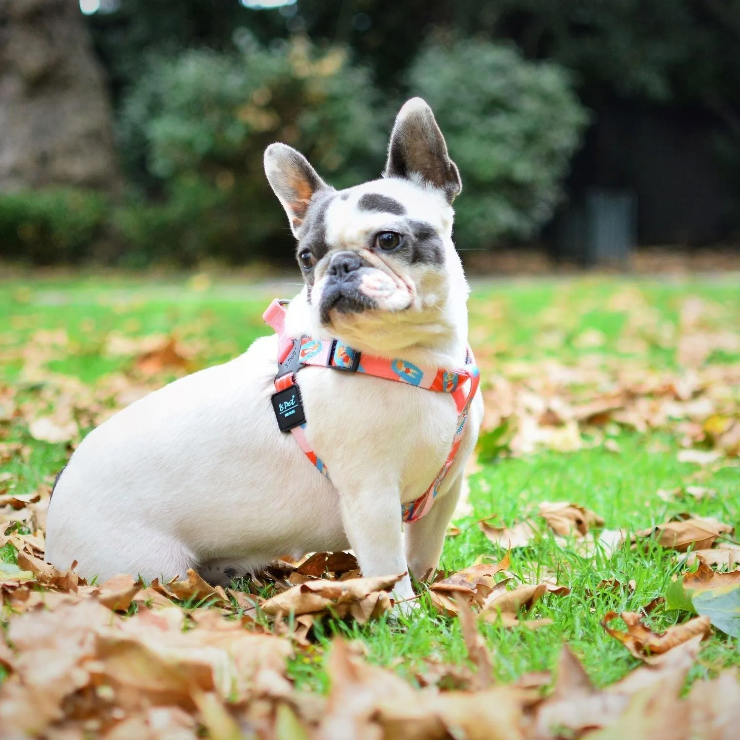 Adjustable Dog Strap Harness - Pink Lady