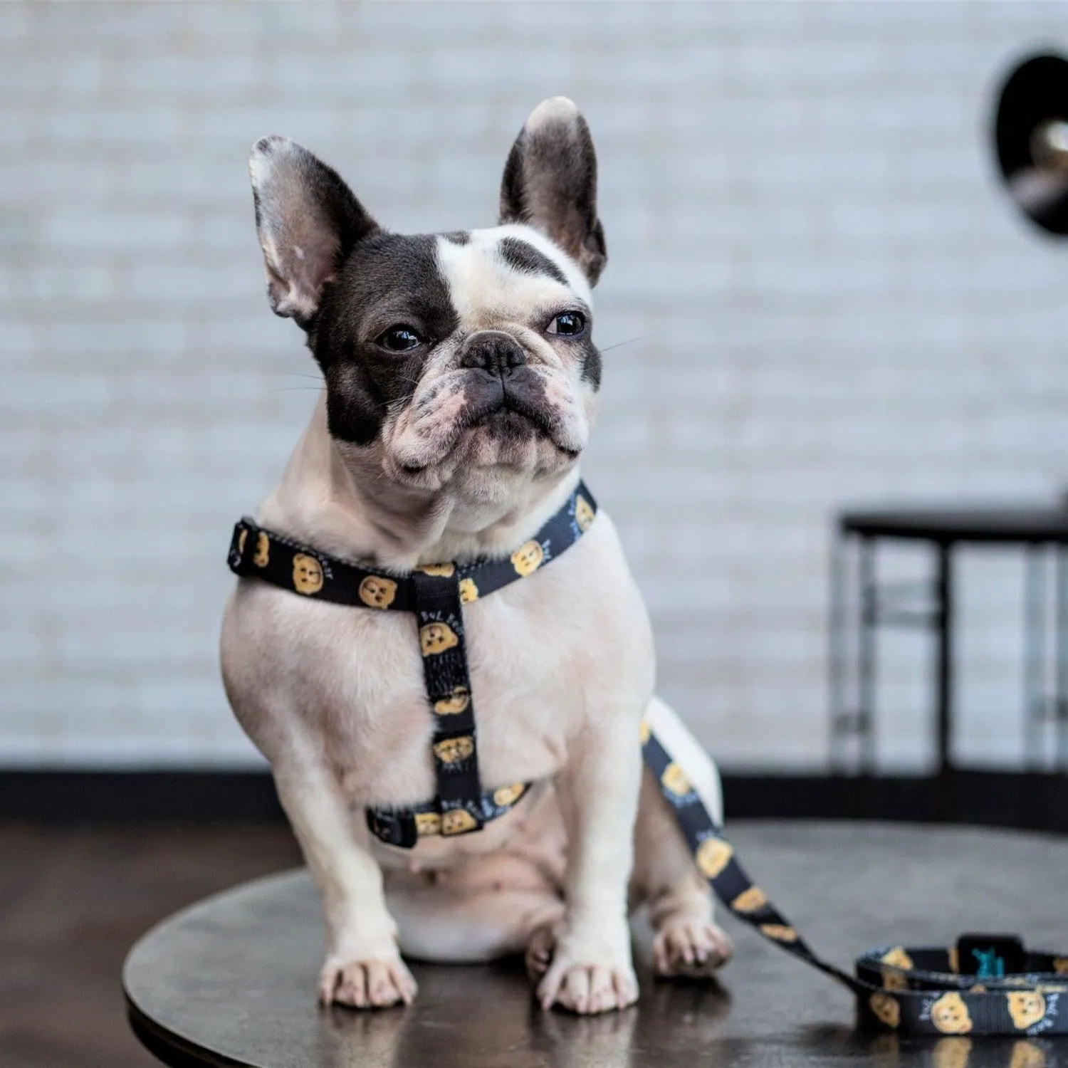 Adjustable Dog Strap Harness - Teddy Bear