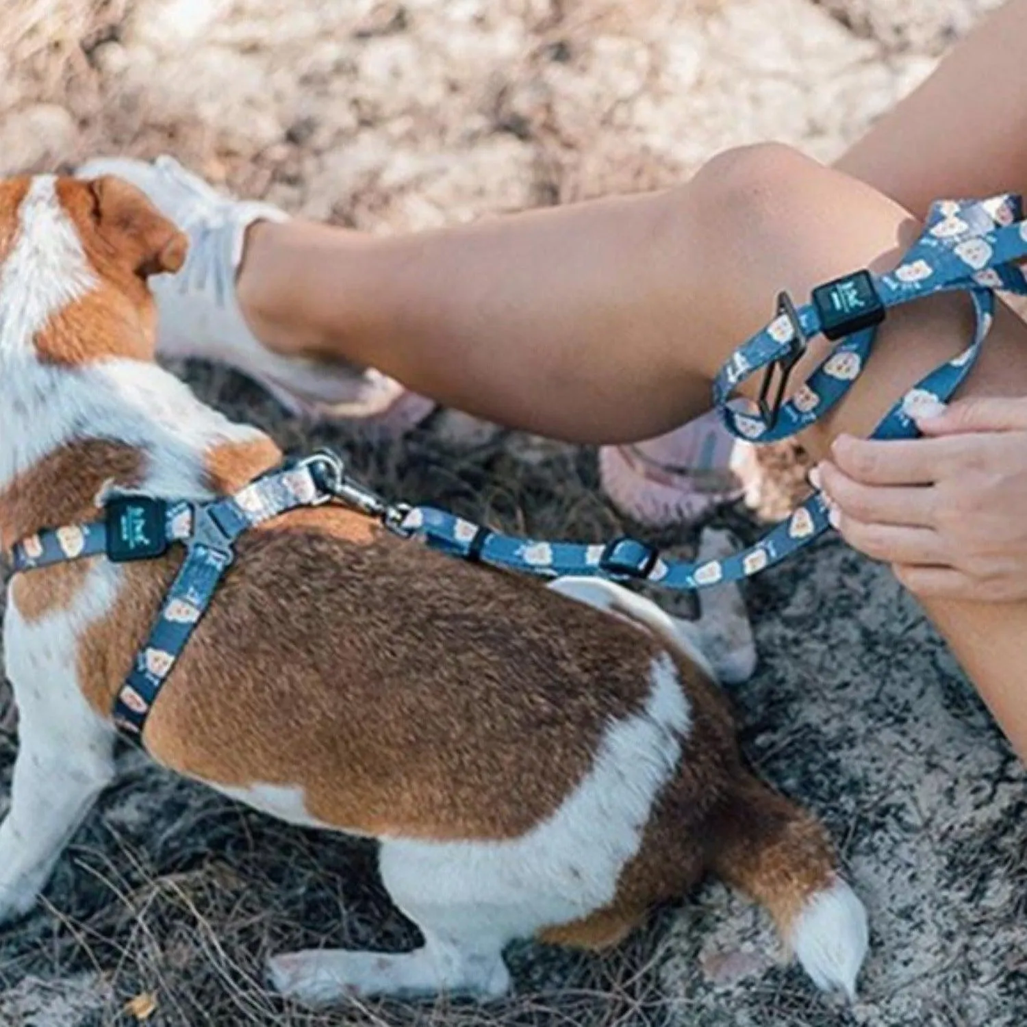 Adjustable Dog Strap Harness - Teddy Bear