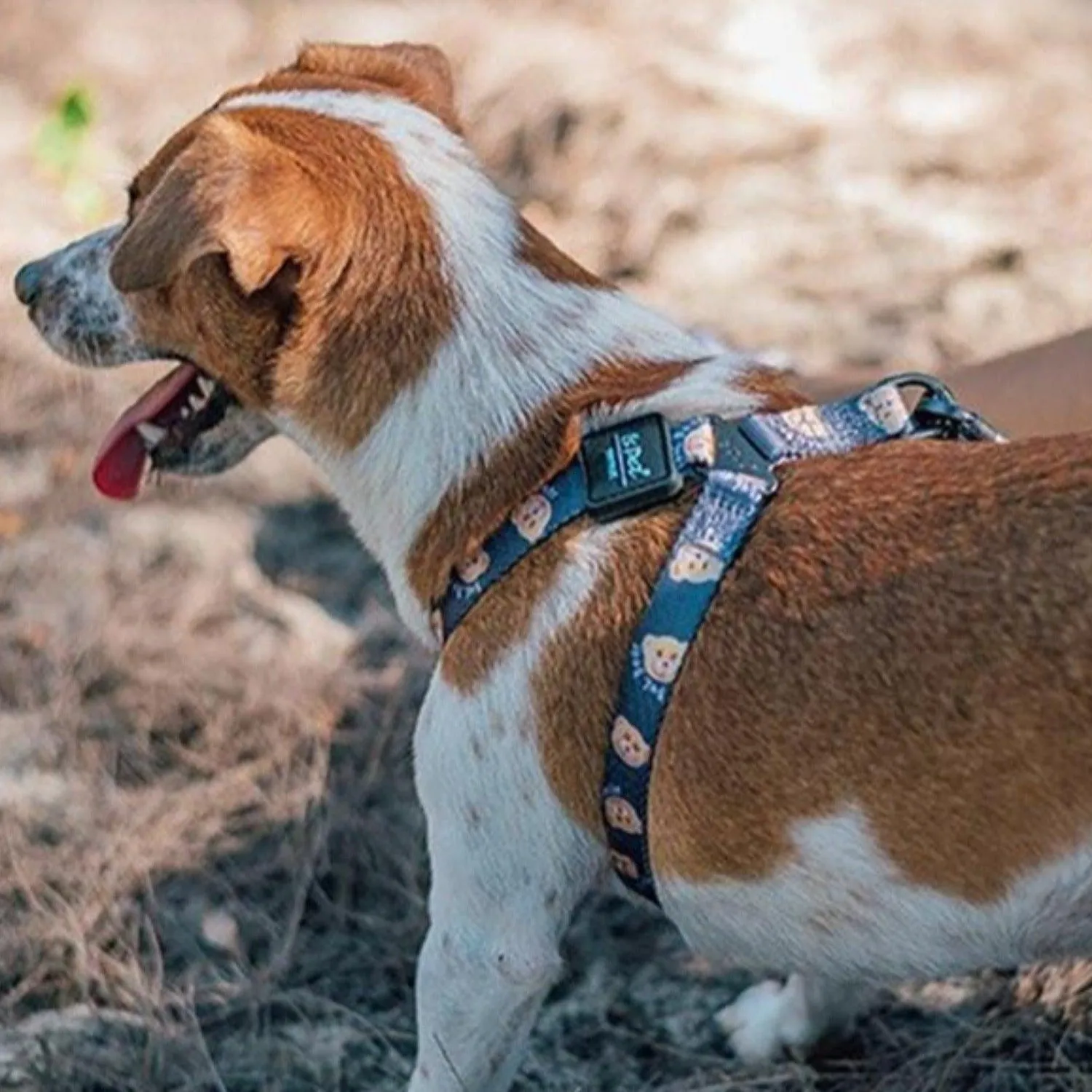 Adjustable Dog Strap Harness - Teddy Bear