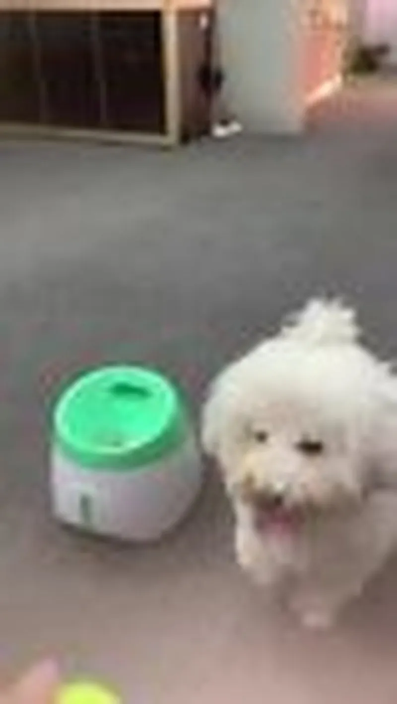 Automatic Ball Launcher Dog Throwing Machines