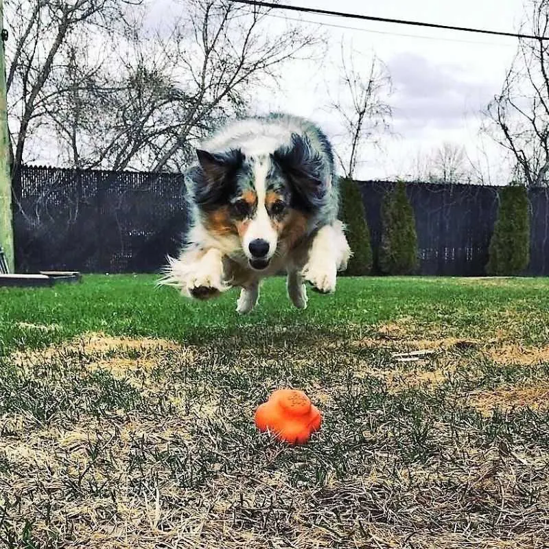 Crazy Bounce Ultra Rubber Chew Toy