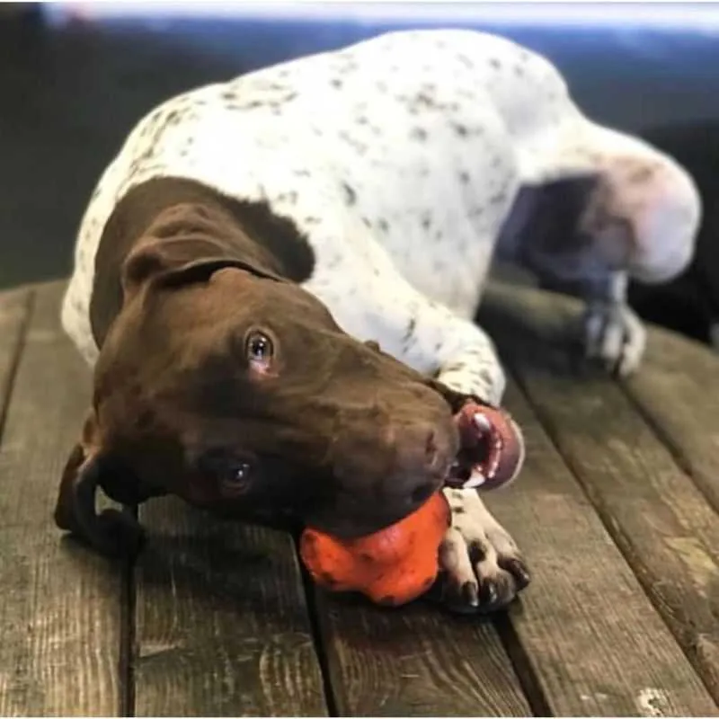 Crazy Bounce Ultra Rubber Chew Toy