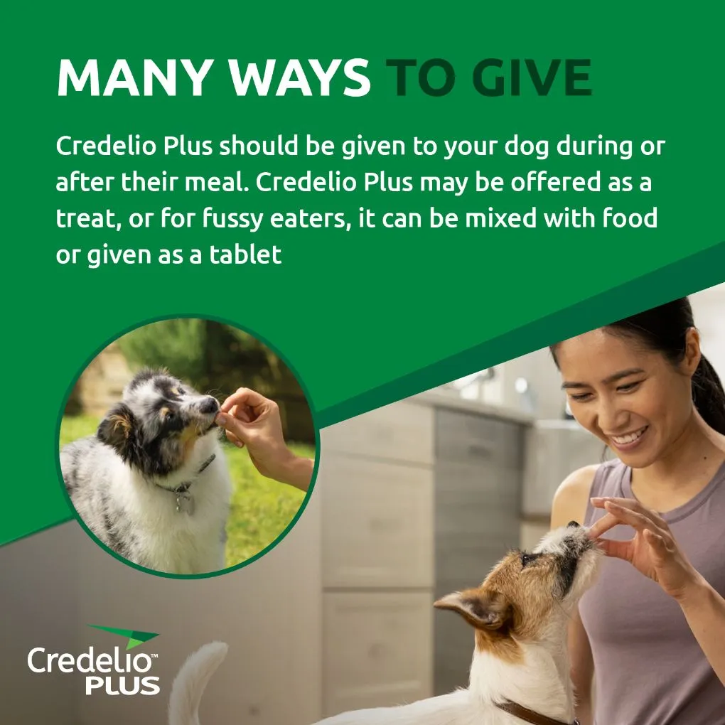 Credelio Plus Large 11-22kg Green