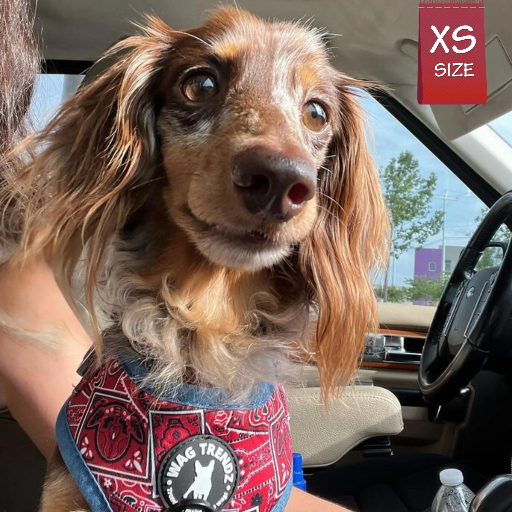 Dog Harness and Leash Set | Bandana Boujee Red