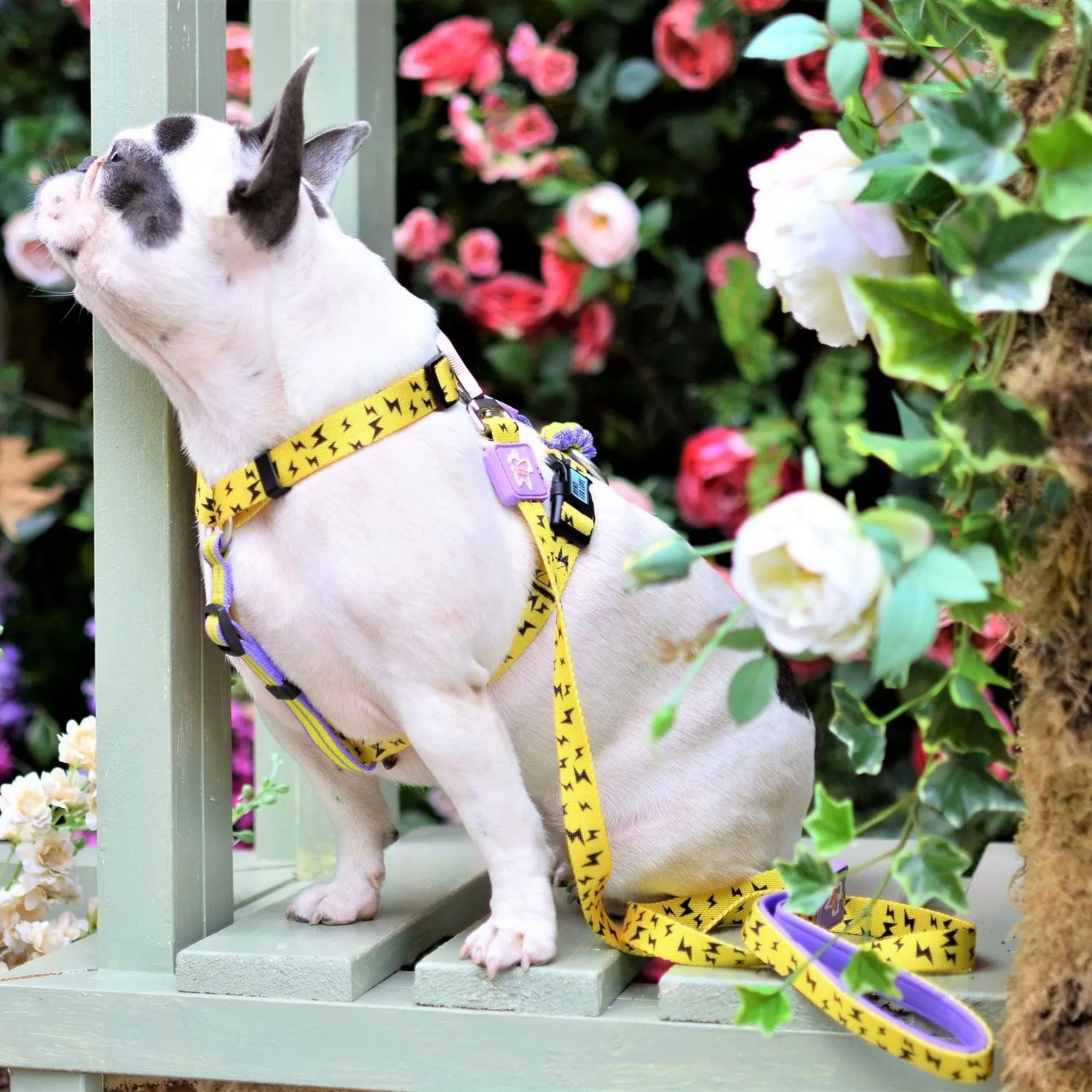 Dog Strap Harness - Lightning