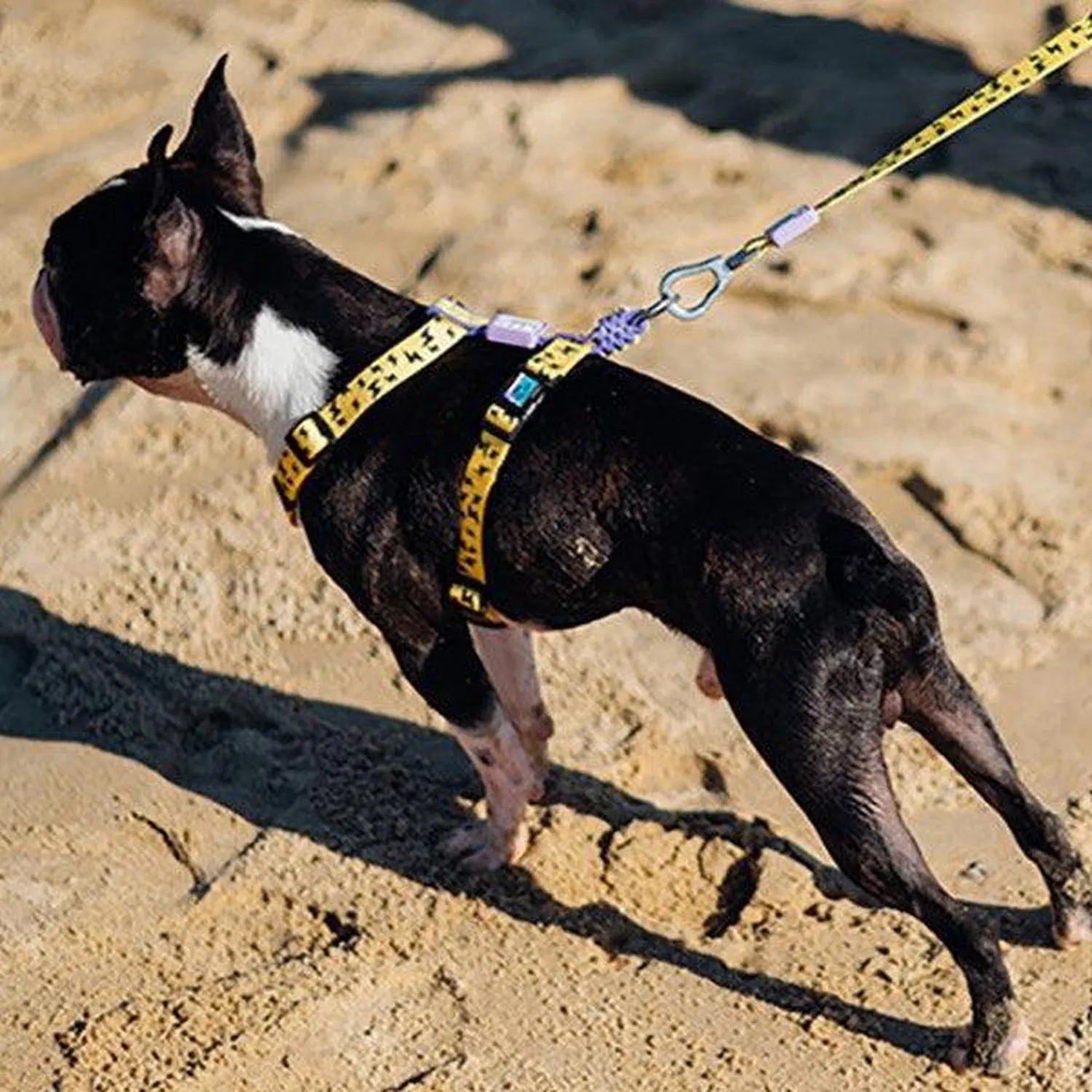 Dog Strap Harness - Lightning