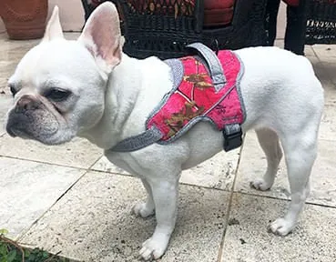 Doggy Tales Patented Realtree Hart Harness, Paradise Pink