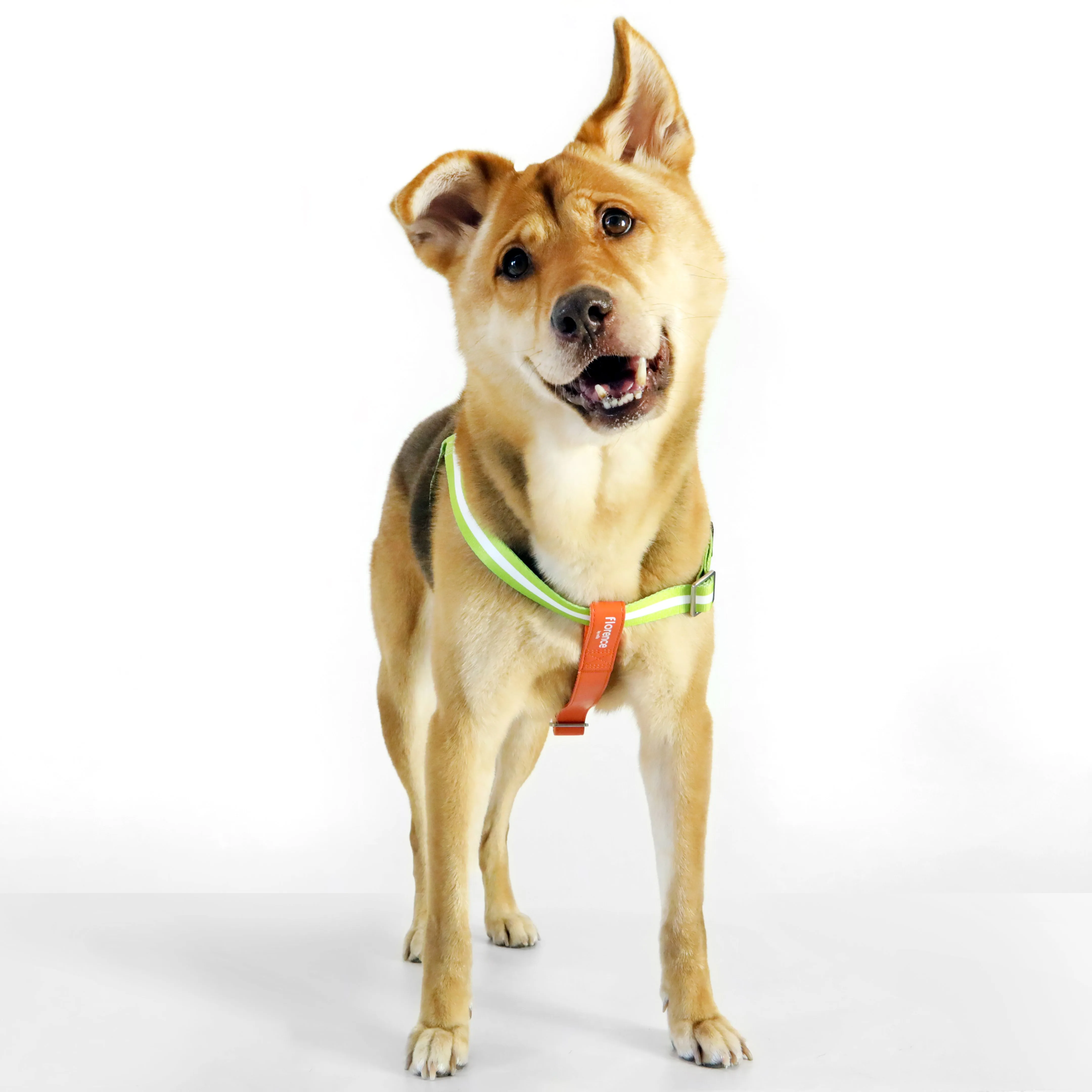 Florence by Mills Appleskin Dog Harness