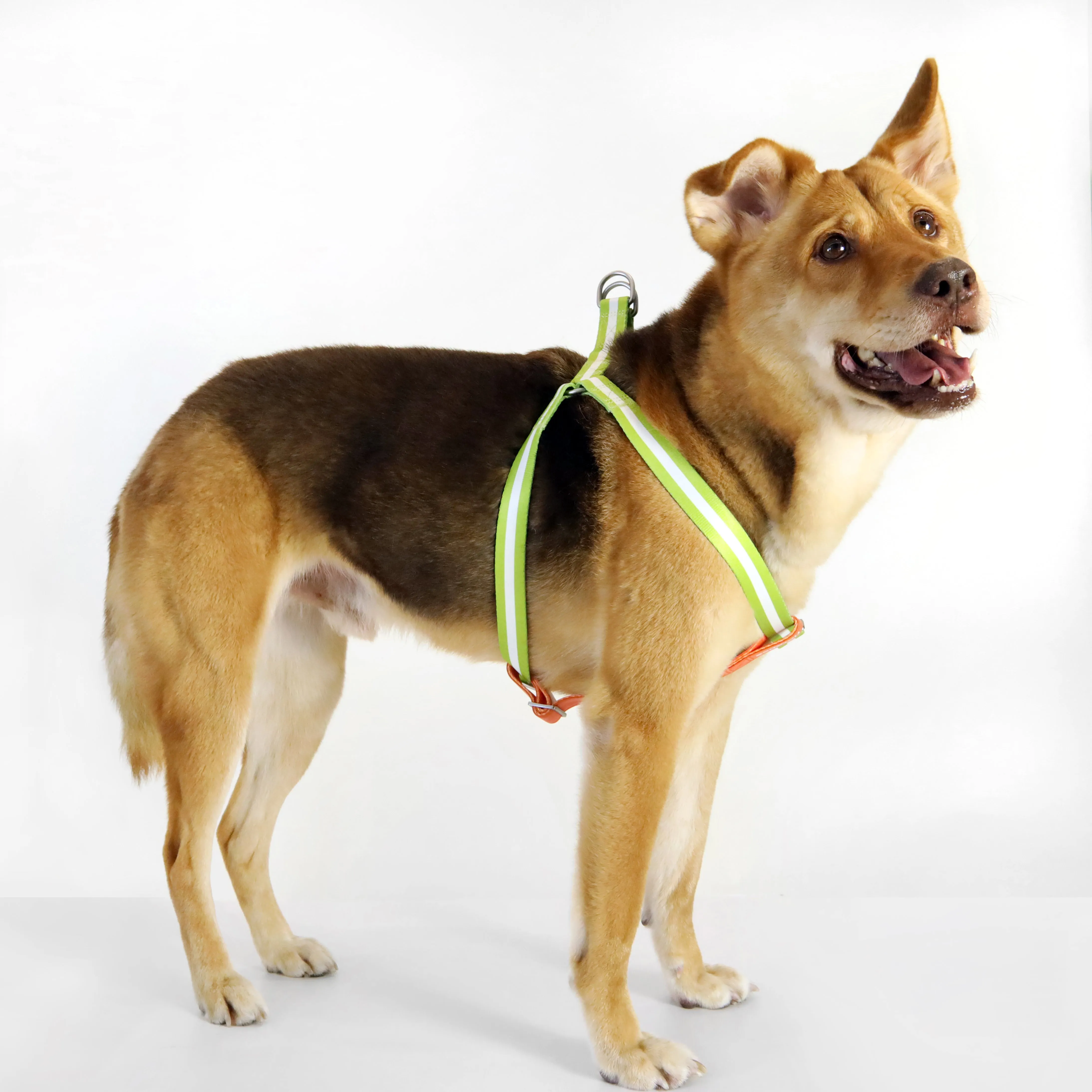 Florence by Mills Appleskin Dog Harness