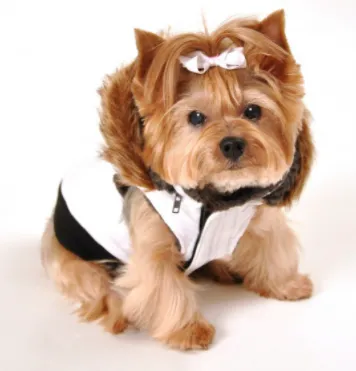 Hip Doggie Elite Reflective Coat - Limited Edition!