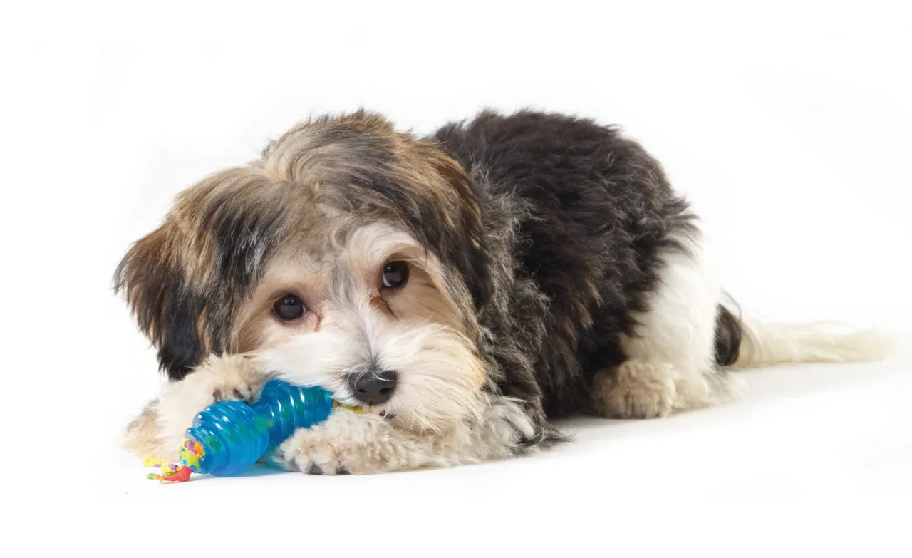 Mini Orka Chew Pair Dog Toys