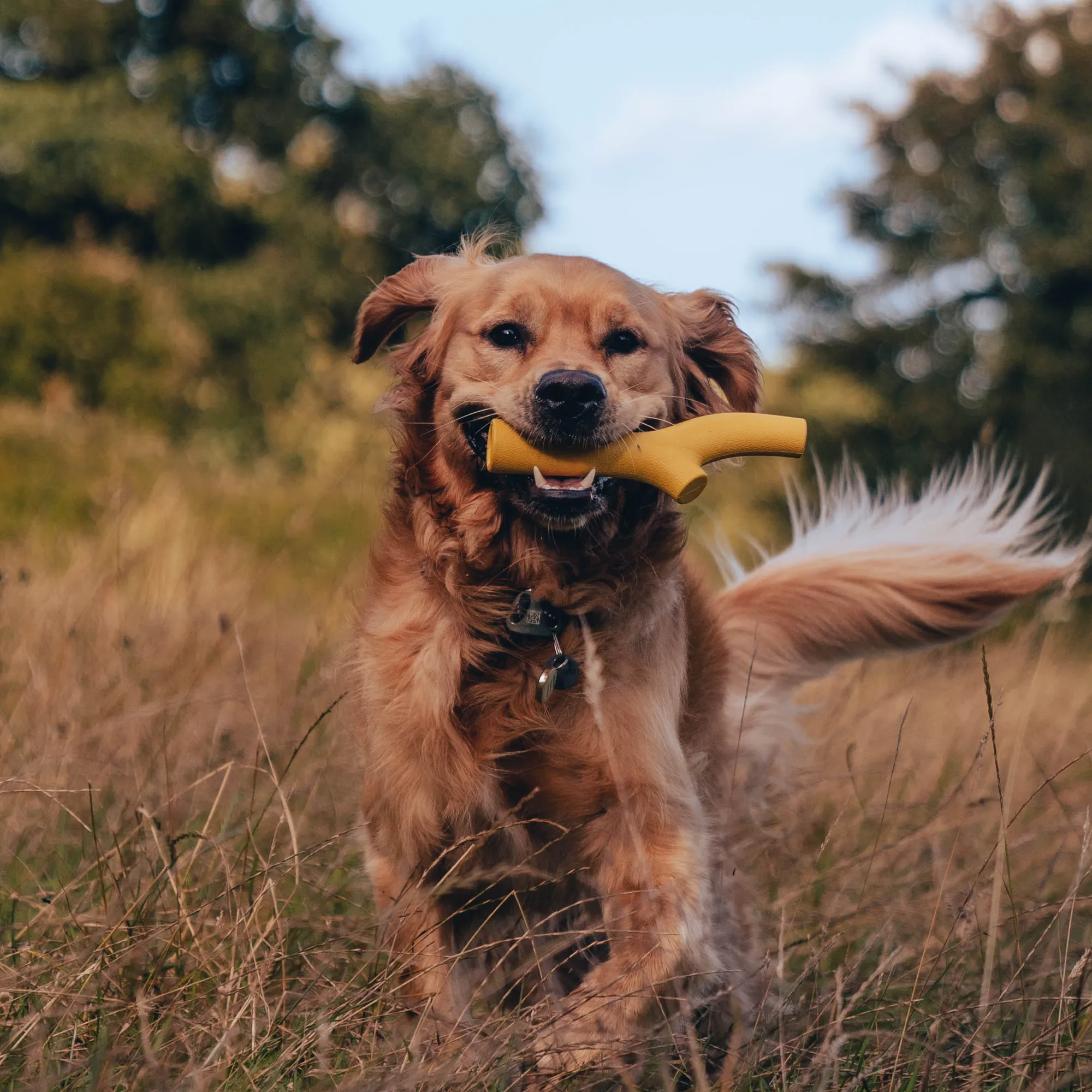 Natural Rubber Super Stick Dog Toy