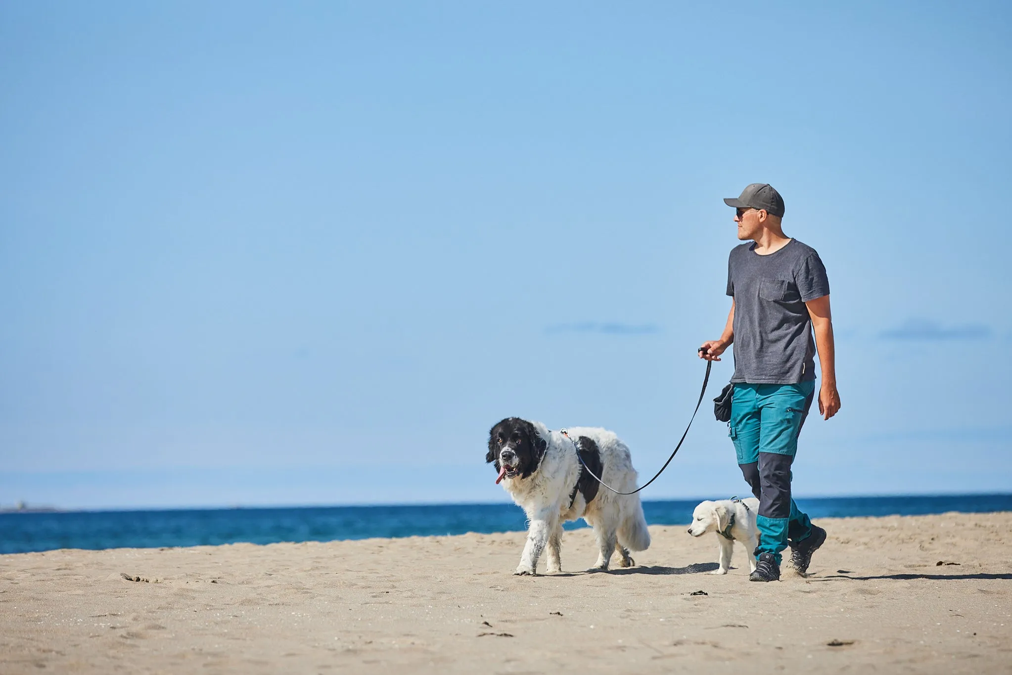 Non-Stop Dog Wear: Move Leash