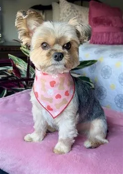 Paws, Bones & Hearts Dog Bandana