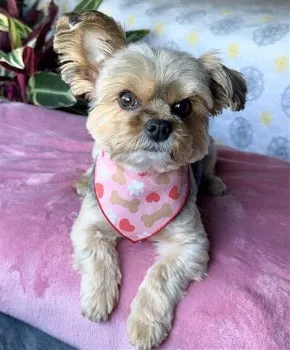 Paws, Bones & Hearts Dog Bandana