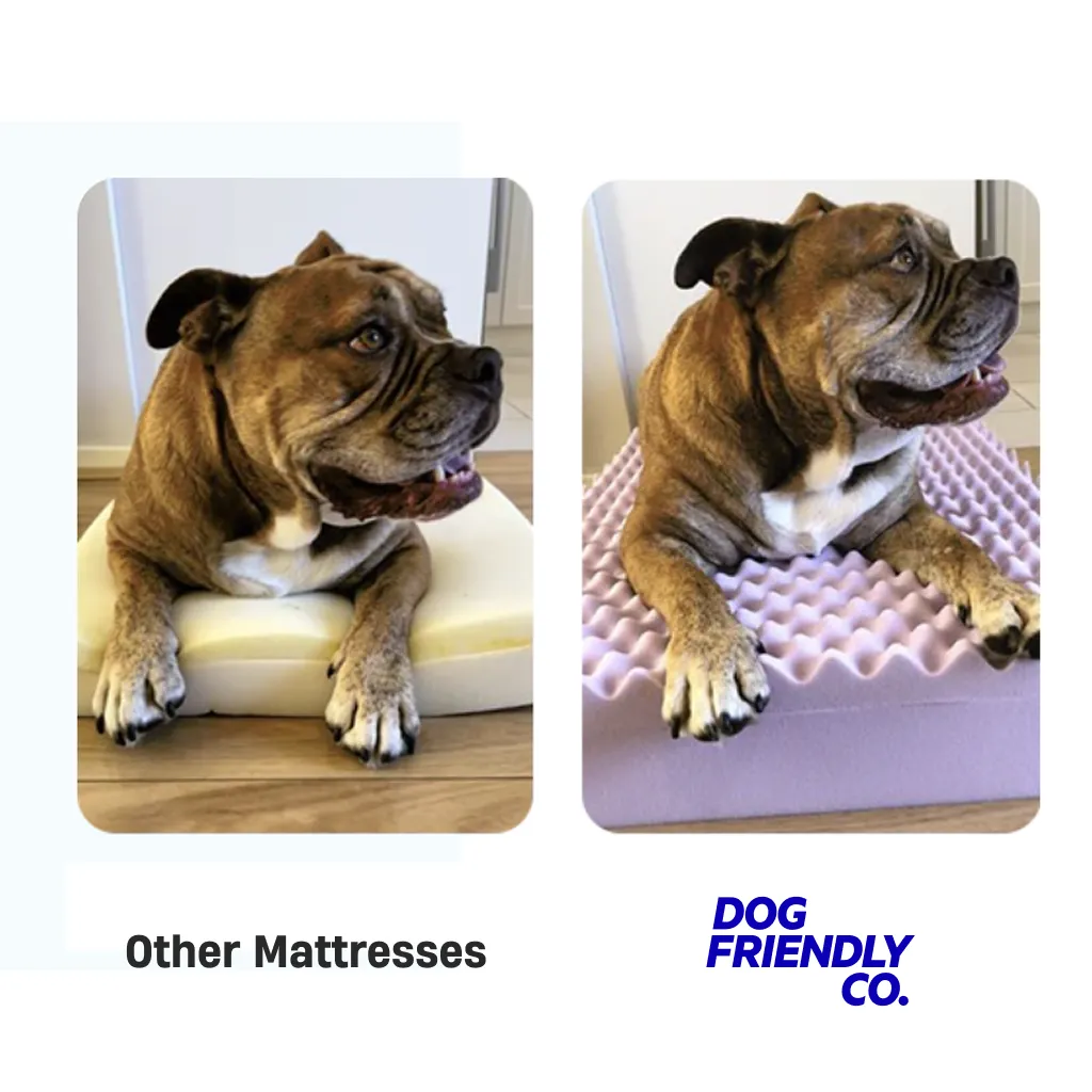 Premium Orthopedic Memory Foam Dog Bed - Beige (Small)