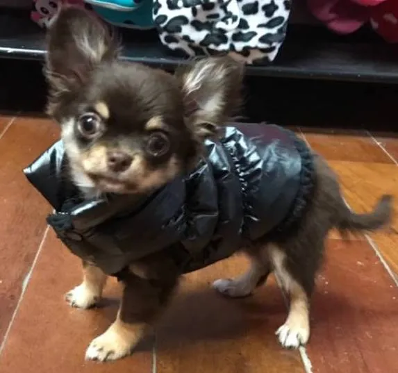 Warm and Waterproof Marshmallow Vest