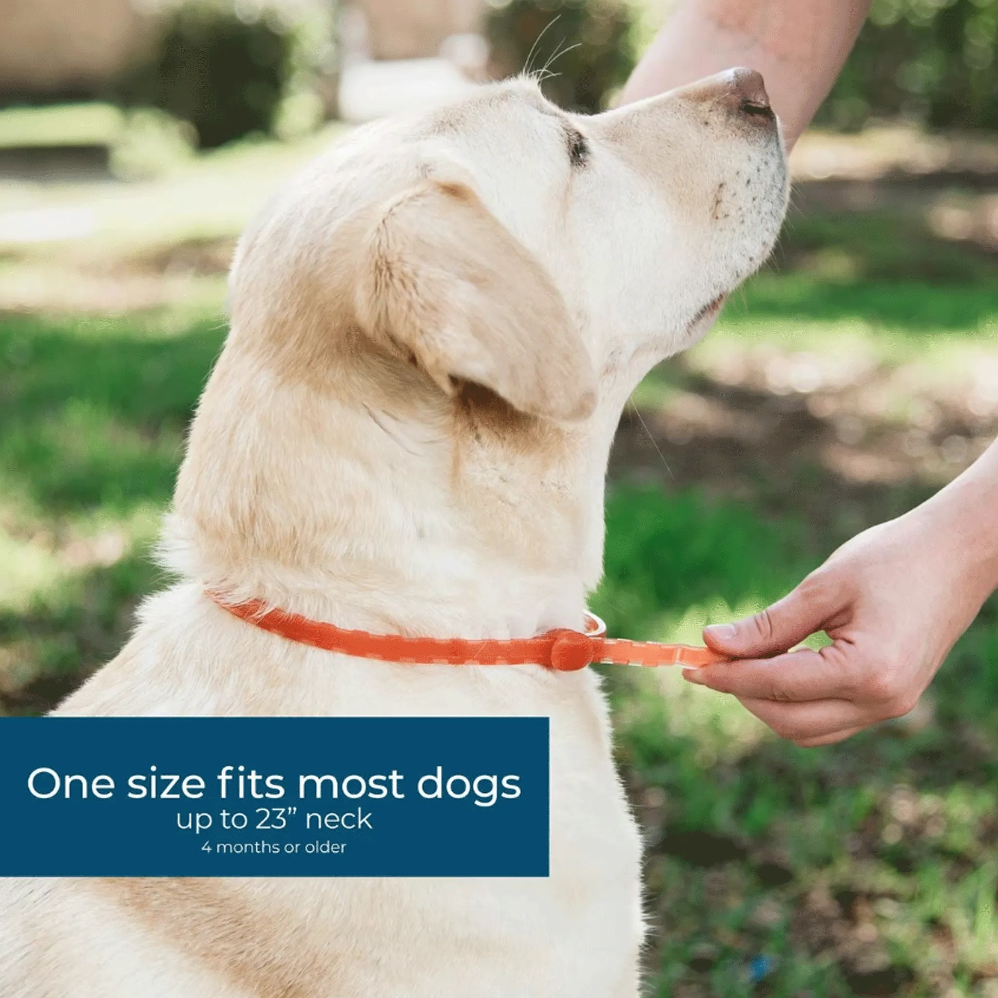 Wondercide Flea & Tick Dog Collar
